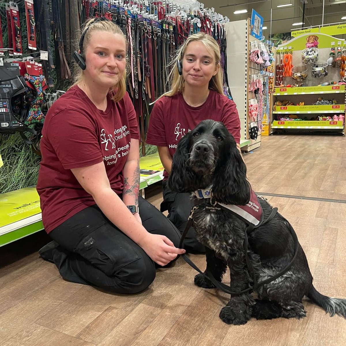 We are so excited for @PetsatHome's summer fundraiser, which starts next week. Hearing Dogs has been chosen as the beneficiary charity for a second year, and last year’s fundraiser raised over £630,000!