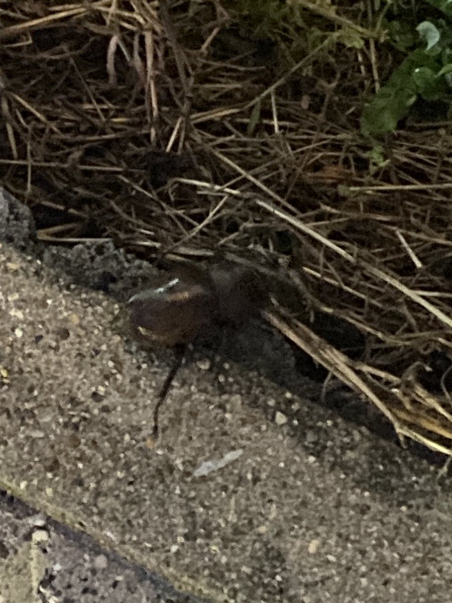 ringo_sinjya's tweet photo. ガソリンスタンドでカブトムシ見つけた！！！
夏だぁ！！ https://t.co/9JLJYiIQDH