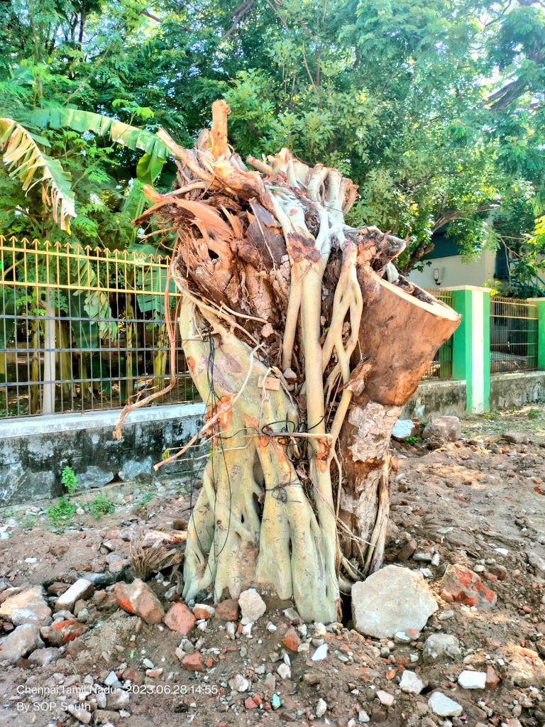 Hey, #Chennai A huge old ficus tree which was in the Adithanar Road, Gandhi Nagar was uprooted during the recent rains. #GCC team has carefully moved the tree to the Kotturpuram dense forest near the playground and have replanted the tree. #ChennaiCorporation #GreeningChennai