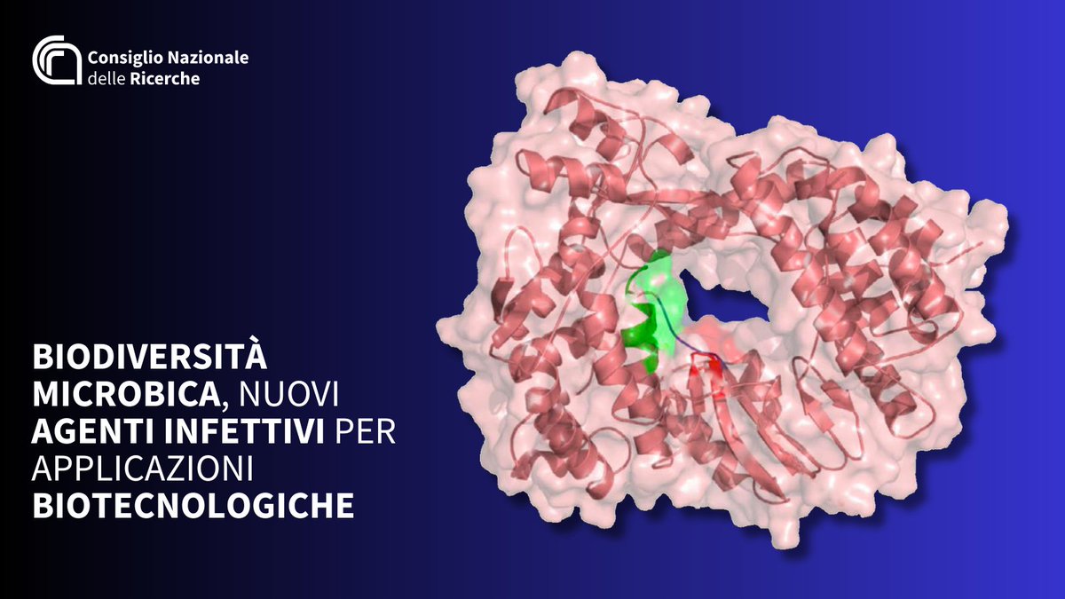 CNR Consiglio Nazionale delle Ricerche (@cnrsocial_) on Twitter photo Biodiversità microbica, nuovi agenti infettivi per applicazioni biotecnologiche
Sono stati individuati da una ricerca del #Cnr, in collaborazione con <a href="/unibs_official/">Università degli Studi di Brescia</a> e altre istituzioni internazionali.
Possibile utilizzo per vaccini virali e nuove terapie
cnr.it/it/comunicato-… Biodiversità microbica, nuovi agenti infettivi per applicazioni biotecnologiche
Sono stati individuati da una ricerca del #Cnr, in collaborazione con <a href="/unibs_official/">Università degli Studi di Brescia</a> e altre istituzioni internazionali.
Possibile utilizzo per vaccini virali e nuove terapie
cnr.it/it/comunicato-…