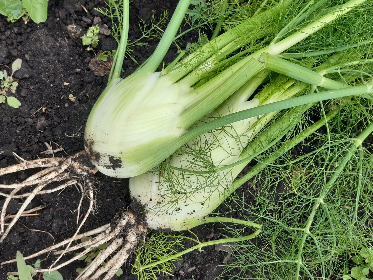 36sandjes's tweet photo. Oh mensen wat vinden de plantjes dit weer lekker!!
Mijn eerste #koolrabi en #venkel geoogst en de sla #zomerpostelein groeit hier als onkruid door de hele tuin. Even een #worteltje er uit getrokken om te kijken hoe ver ze zijn en dat valt in zijn geheel niet tegen 😊 https://t.co/rToHQ824Mx
