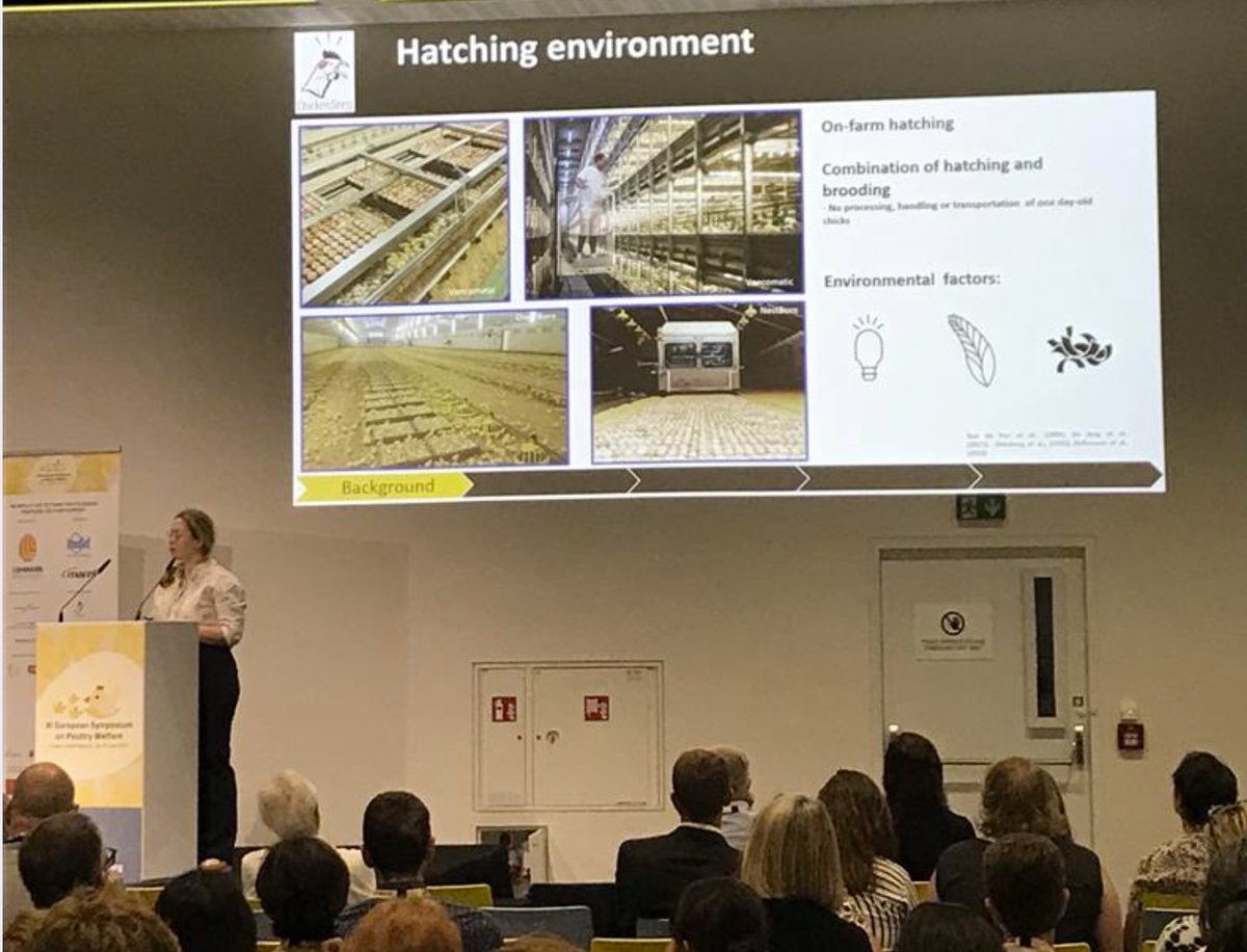 ChickenStress tweet media