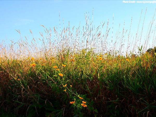 Today's #SoulFood:  “If flowers can bloom after winter passes, so can you.”  ~  Noor Shirazie

Photo Credit:  clconroy/morguefile