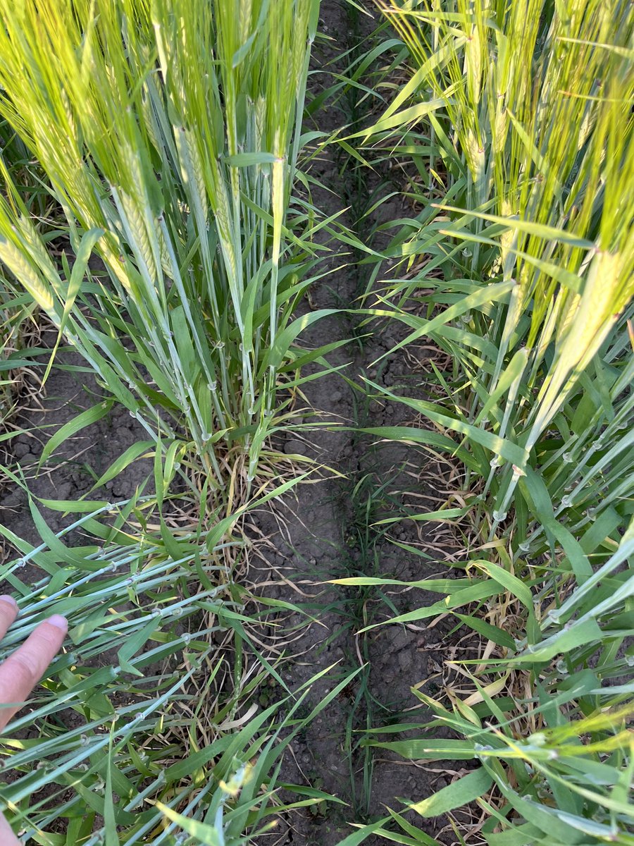 Nico_Graf3's tweet photo. Summer barley with interseeded rye Gras, looks quite promising also in dry conditions. https://t.co/tH8xDKHtdZ