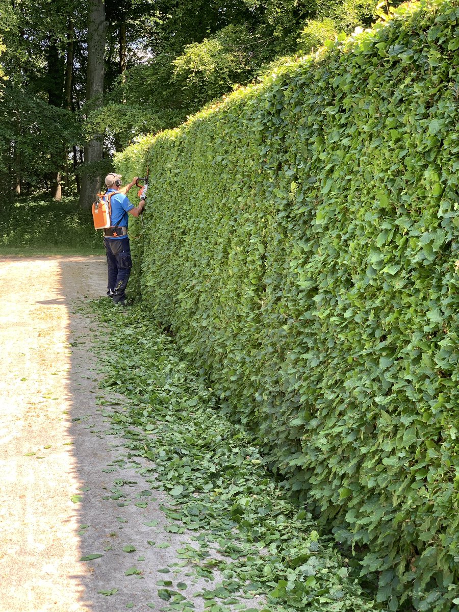mariacggnoord's tweet photo. De hagen in de #tuin van de #menkemaborg zijn inmiddels grotendeels gesnoeid. #beukenhagen, #taxus en #buxus in totaal meer dan 10.000m2 Hulde aan de #tuinlieden van de #menkemaborg. https://t.co/xCqPOIYd74