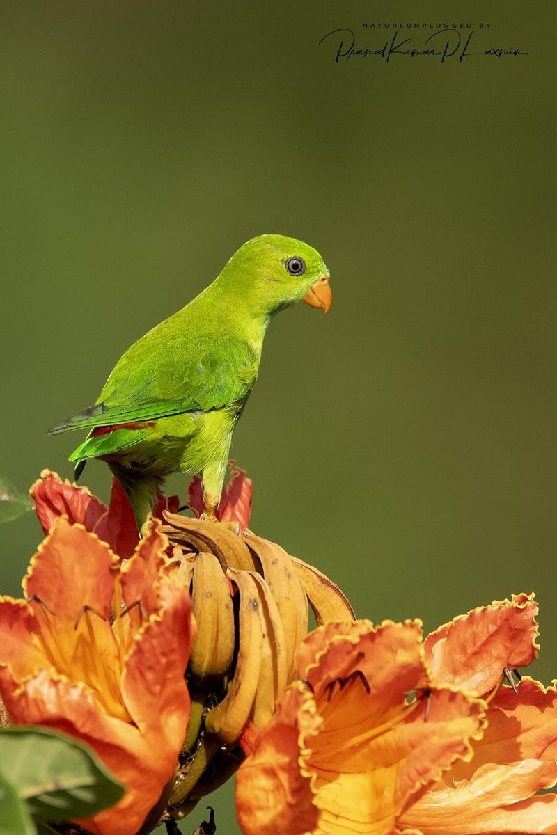 Vernal Hanging Parrot, Chikmagalur
@IndiAves @ParveenKaswan #natgeoindia #WildlifeWednesday #IndianBirds #photography