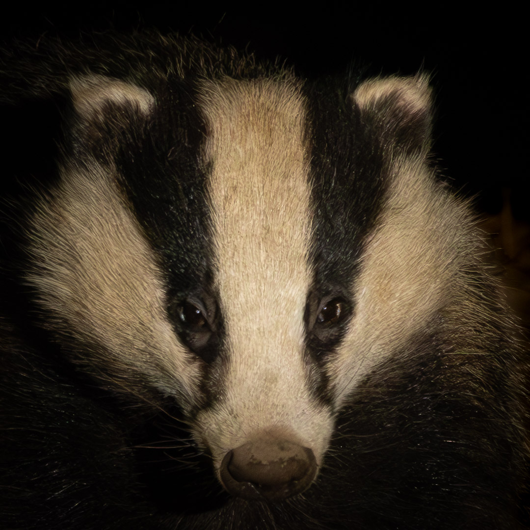 ChrisBournPhoto's tweet photo. 𝑺𝙩𝒓𝙞𝒑𝙚𝒔
One of last year's cubs
#badger #badgerofinstagram #badgerphotography #britishmammalphotography #mammalphotpgraphy #widlifephotography #photography #badger #badgers #britishmammals #mammals #badgerlover #naturelover #mammalsofinstagram #badgeroftheday https://t.co/TzkotOUnMs