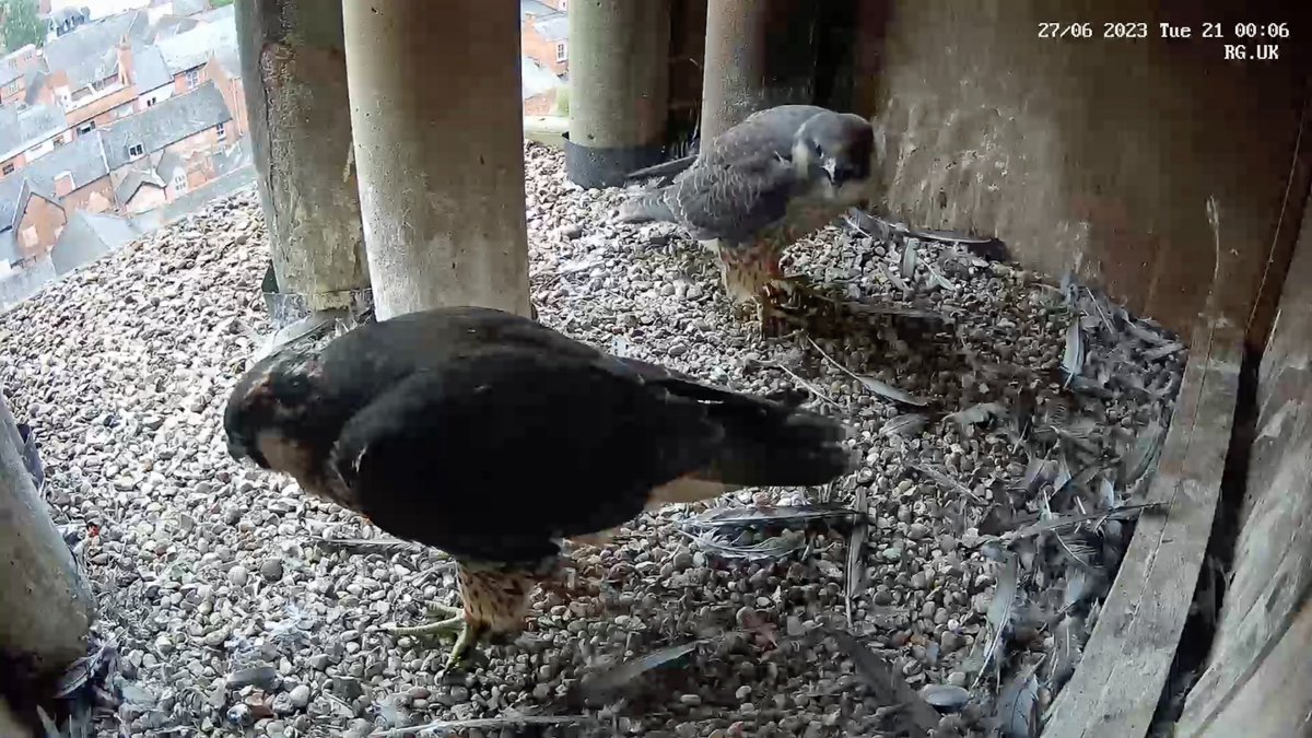 Jim Graham (@cropstonbirder) on Twitter photo Last night (27th), both @LeicsPeregrines juvenile females PBF & TCC were seen in the box <a href="/LeicsCathedral/">Leicester Cathedral</a> With the sighting of the male TDC at Cropston Res last Sunday, confirmation that all three have fledged successfully. 😃 Thank you to everyone who has helped this year. 🙏 Last night (27th), both @LeicsPeregrines juvenile females PBF & TCC were seen in the box <a href="/LeicsCathedral/">Leicester Cathedral</a> With the sighting of the male TDC at Cropston Res last Sunday, confirmation that all three have fledged successfully. 😃 Thank you to everyone who has helped this year. 🙏