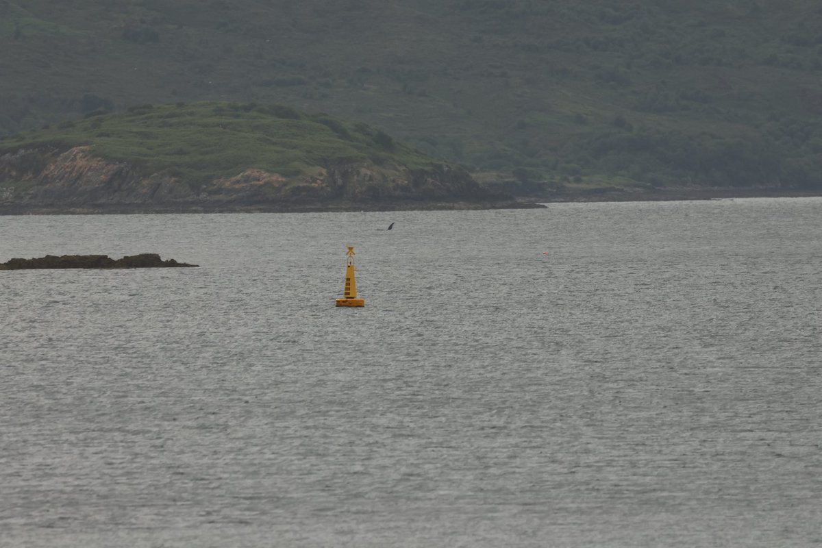 Never thought I’d see Orca from my living room window with Orcas John Coe &amp; Aquarius in Broadford bay, Skye yesterday evening and again this morning before moving north.