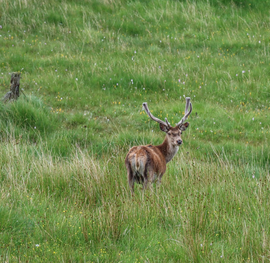 Made a new friend whilst walking on the Kingairloch Estate near Loch a'Choire . 

#stag #wildlife #wildlifephotography #WildlifeWednesday #animals #nature #naturalworld #scotland #highlands #photo #photograghy #photographer