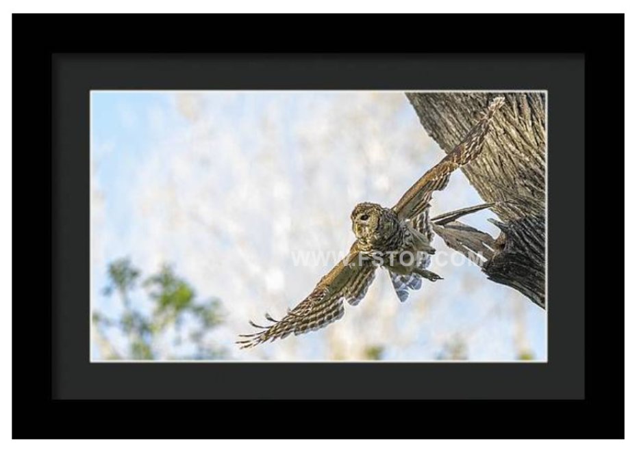 Wings Wide Open!

fineartamerica.com/featured/wings…

#wildvisiondotcom
#puttaswamyravishankar
#perfectgift #ಪುರಶಂ #fstopdotcom #bangaloredotcom #nature #naturephotography #BuyIntoArt  #AYearForArt #Art #cosmictouchdotcom #visualrhythmcampus