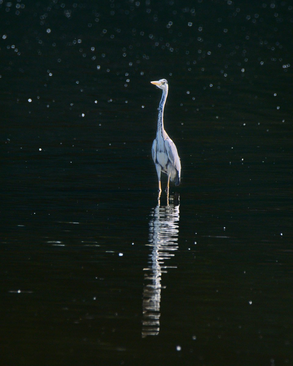 'An intergalactic Grey surveys the Milky Way...'
𓅣✨⭐️🌟 𓅻
Avian #poetry inspired by Heronry

#bird #birds #aves #birding #birdwatching
#BirdTwitter #BirdsofTwitter 
#nature #wildlife #Stars #universe 
#birdphotography #NaturePhotography #wildlifephotography #WildlifeWednesday