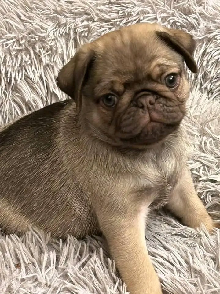 This is my new pug Willie!💝💝