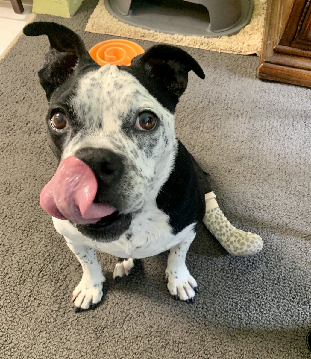 Berry is a day late for #TongueOutTuesday, but...need we say more?

#AdoptDontShop #seniorpets