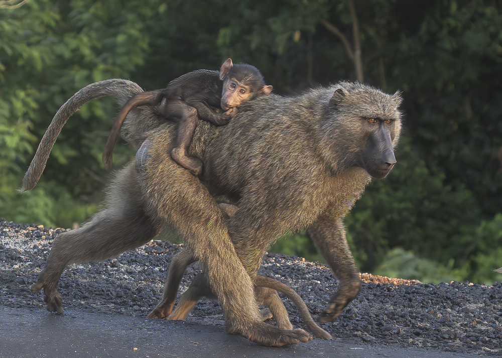 It feels good to be a baby. Olive Baboons share many common characters with humans.