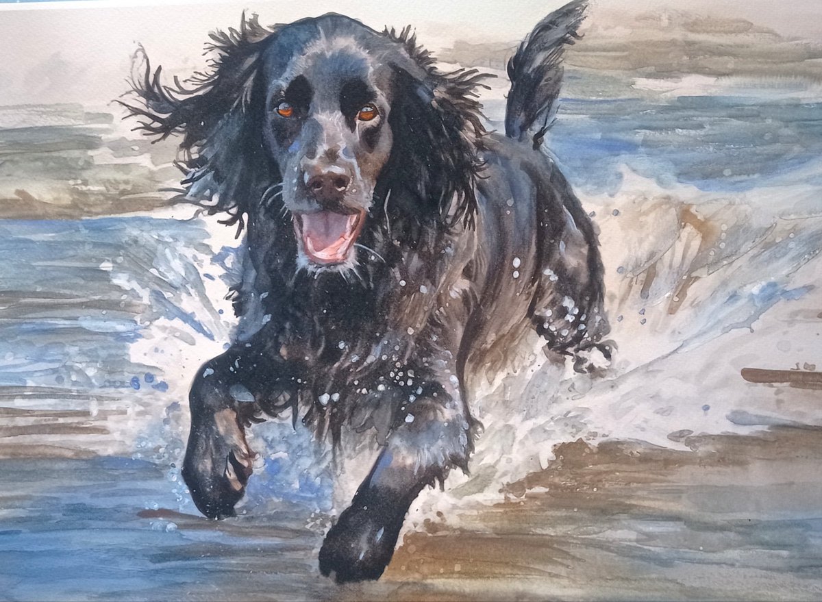 Latest #seadog #art #watercolor #cockerspaniel #cocker #cockerspanielsofinstagram #englishcockerspaniel #cockerspanielpuppy #cockersofinstagram #cockerspanielworld #cockerlove #cockerspaniels #workingcockerspaniel #workingcocker