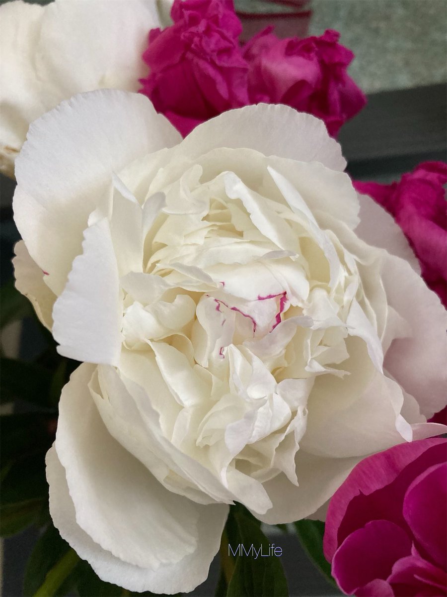 I blossom again..🌺

#FlowerPhotography 🌱
#RoseWednesday #Peonies 🌸
#WednesdayFeeling 💗
#WednesdayMotivation 🫶