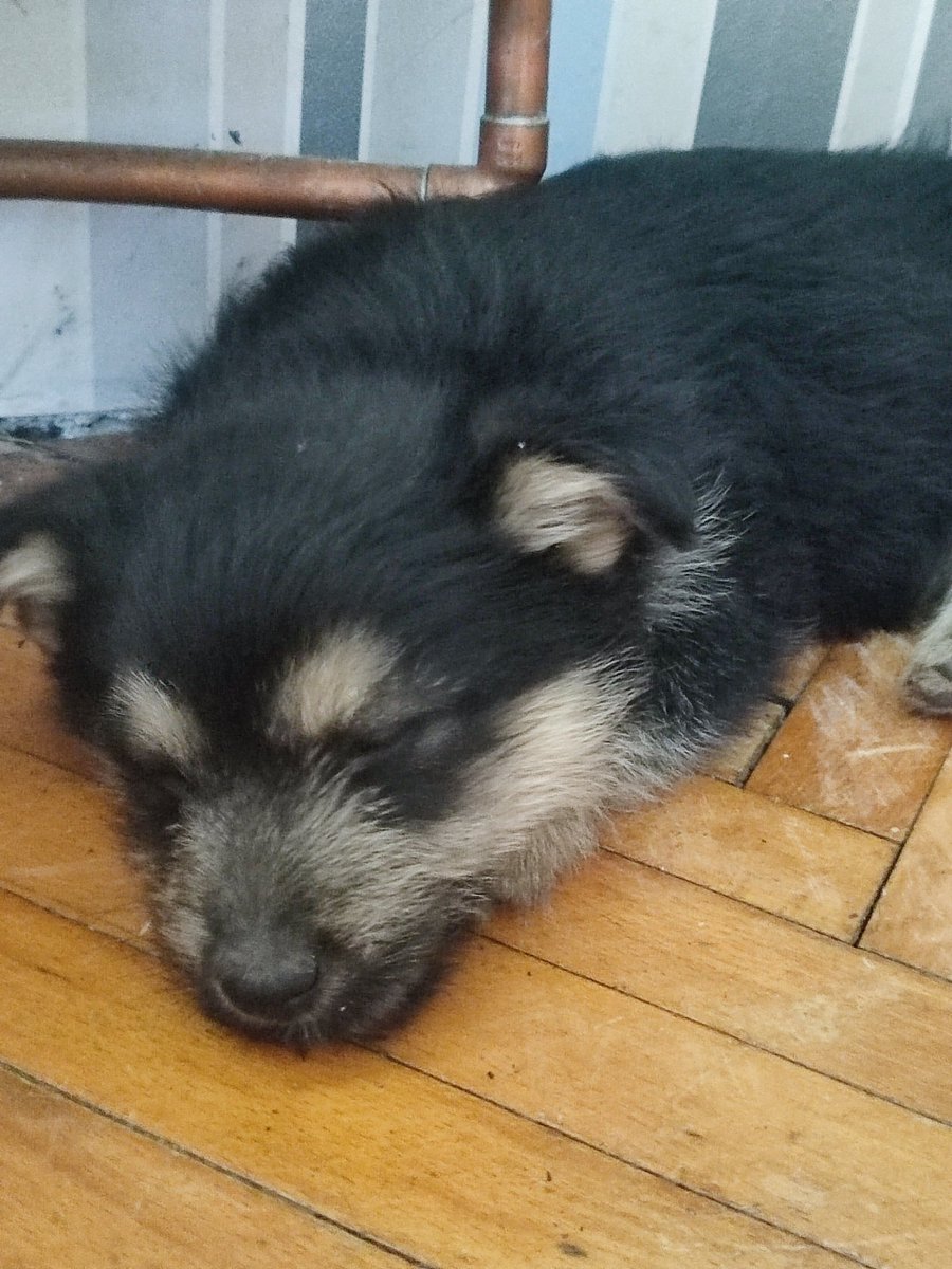 ellis 🇺🇦 🏳️‍🌈 tweet media