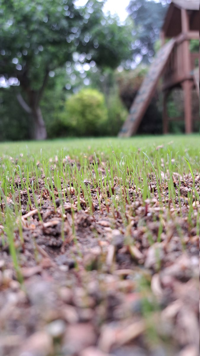 crosscutlawns1's tweet photo. 5 days from seeding!!!! Loving the  #superroot
@rigbytaylor 
@MarkKeysellRT https://t.co/S8IxfpS6CH