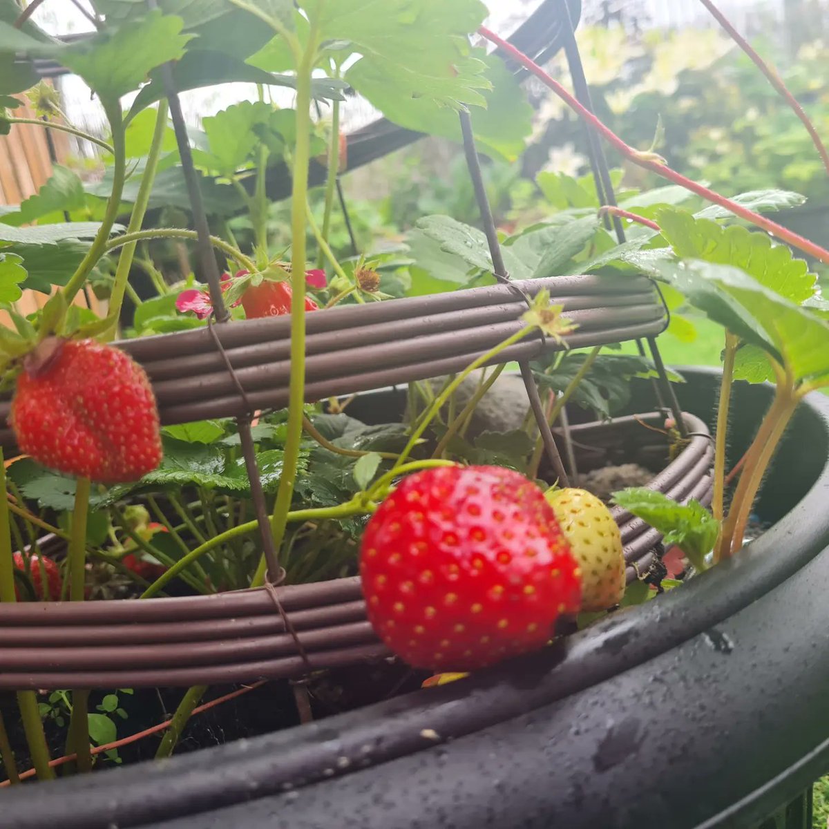 Loving my garden this morning.  #lillies #Homegrown #scottishstrawberries