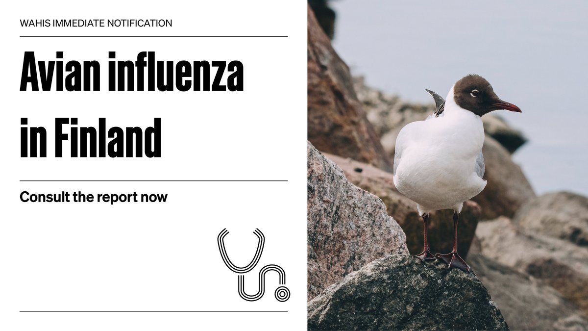 Finland has reported a zone's first case of #avianinfluenza since 2022, via #WAHIS. 10 black-headed gull's died as a result of the outbreak. 

Consult the full report for more information: wahis.woah.org/#/in-review/50…