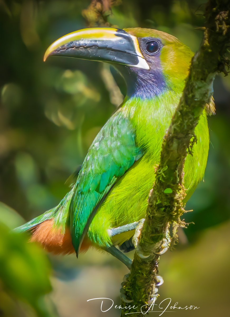 Good morning #TwitterNatureCommunity 

This beautiful bird is the Northern Emerald-Toucanet. #NaturePhotography #panamabirds #BirdsSeenIn2023 #birding #naturelovers #wildlifephotography #BirdsOfTwitter  #birdwatching #nature