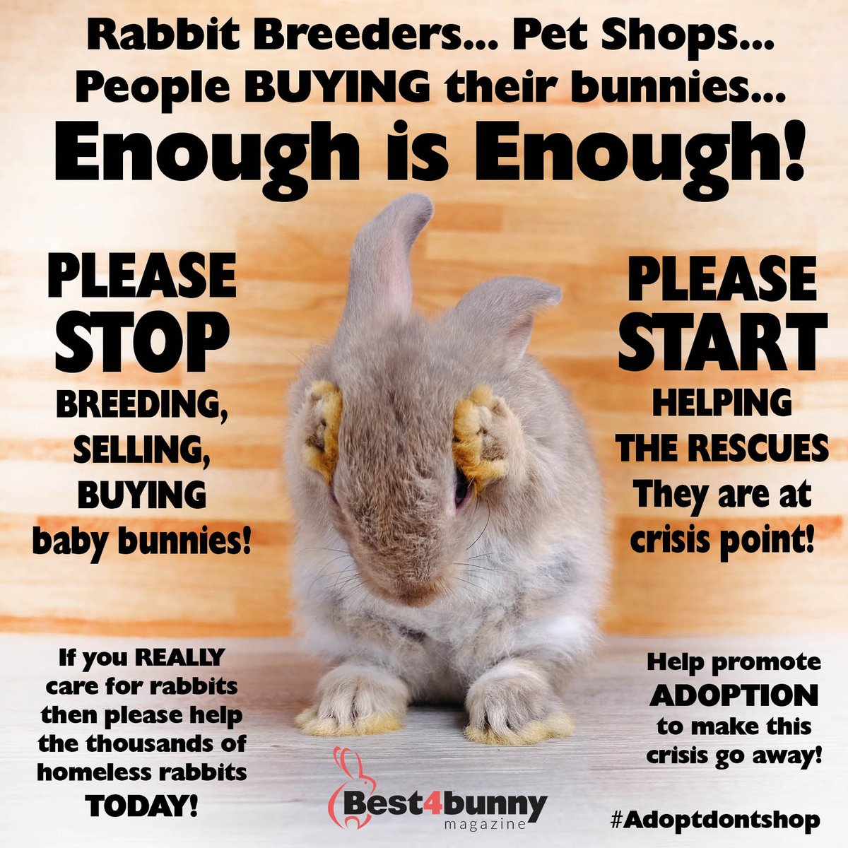 Please help the rescues and help this crisis go away!
#adoptdontshop #helpingothers #rabbitrescue #rabbitwelfare #bunnylove #adoptarescue