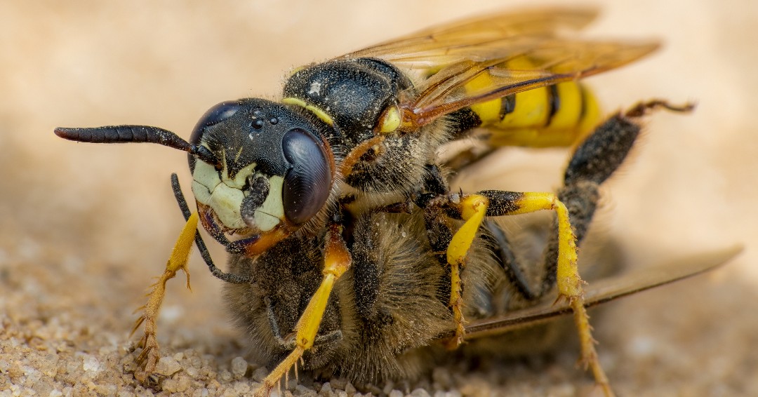 insectweek's tweet photo. European #Beewolf (#Philanthus triangulum), #Hymenoptera
Females provision the nest in sandy soils with captured & paralysed honey bees before laying an egg. Nests can be up to a metre long
📸 Rory Lewis, IG macro_by_rory
#InsectWeek Over 18 Photo competition 2022
#InsectWeek https://t.co/ycPunWfnRA