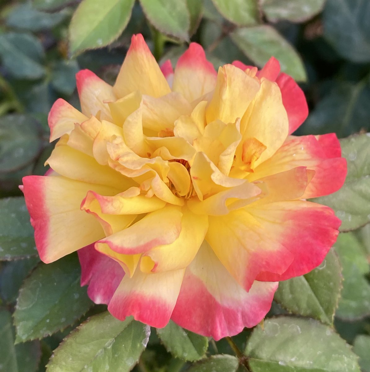 Happy #RoseWednesday from “True Serenity.” Love the two toned pink and yellow. 💛💕 #flowers #gardening #GardenersWorld