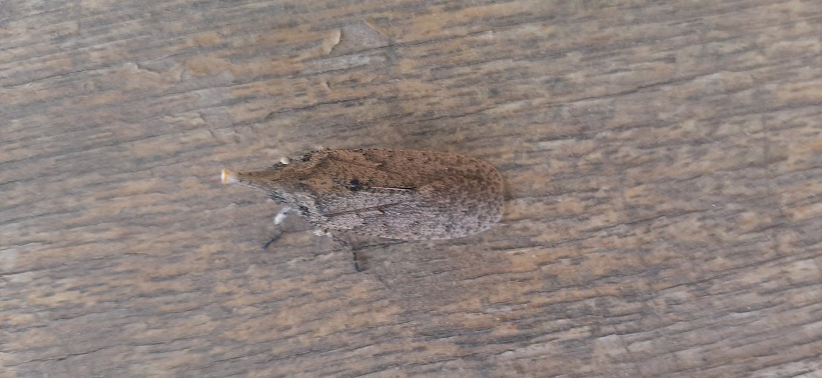 A beutiful guy here! Any one knowing about this 
?#entomology #morpohology