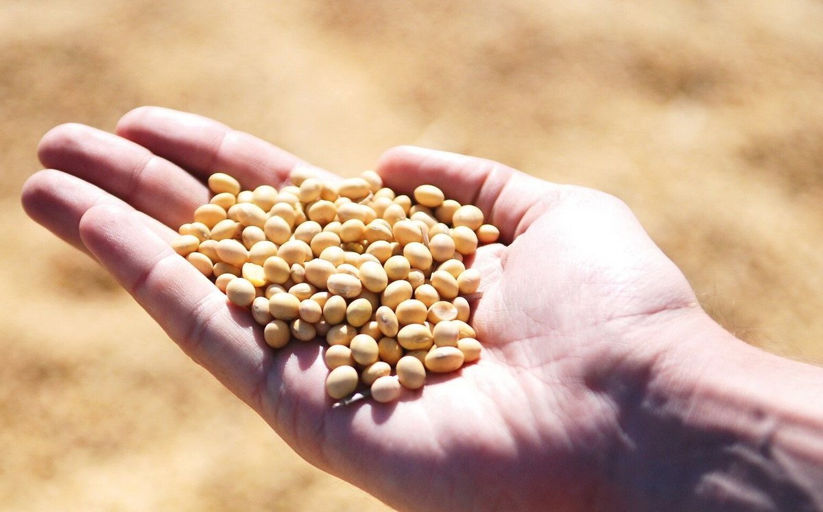 Russian researchers breed non-GMO soybeans rich in protein upakovano.ru/news-en/580414 #soybeans #health #nongmo #innovations