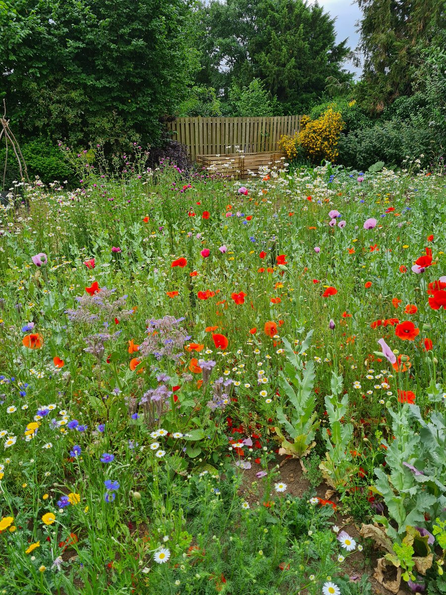 Quite pleased with our meadow area this year. Lots of pollinators about!