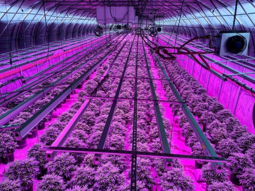 The futuristic pink LED growing lights 

They are often considered more energy efficient 

#maryjane #indica #sativa #weed #marijuana #growyourown