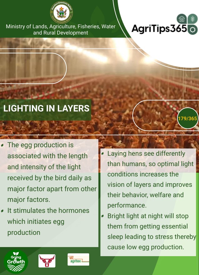 Lighting in layers
#AgriTips365/179
#Going4Growth 
<a href="/basera_john/">John Basera</a>