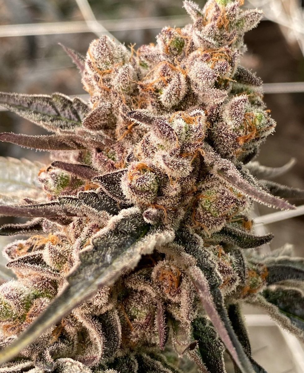 Gary Payton x Cali Sunset    🌅🌱🍁

Love the contrasting colors on this girl 

#Weedmob #cannabisculture #WeedLovers #Mmemberville #cannabisusa #Weed  #growyourown #420community #CannabisCommunity #cannabisindustry #Growmies #cannabisculture