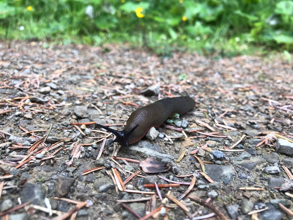What an adventure for <a href="/LeamingtonPri/">Leamington_Primary</a> year 5 students!
Last week, we helped bring their #geography curriculum to life and lead on a journey up #MoelFamau! 

#VibeOutdoors <a href="/vibeukorg/">Vibe</a> #outdoorlearning #navigation #geographical #mapreading #NorthWales #LOTC #AALA #adventuremark