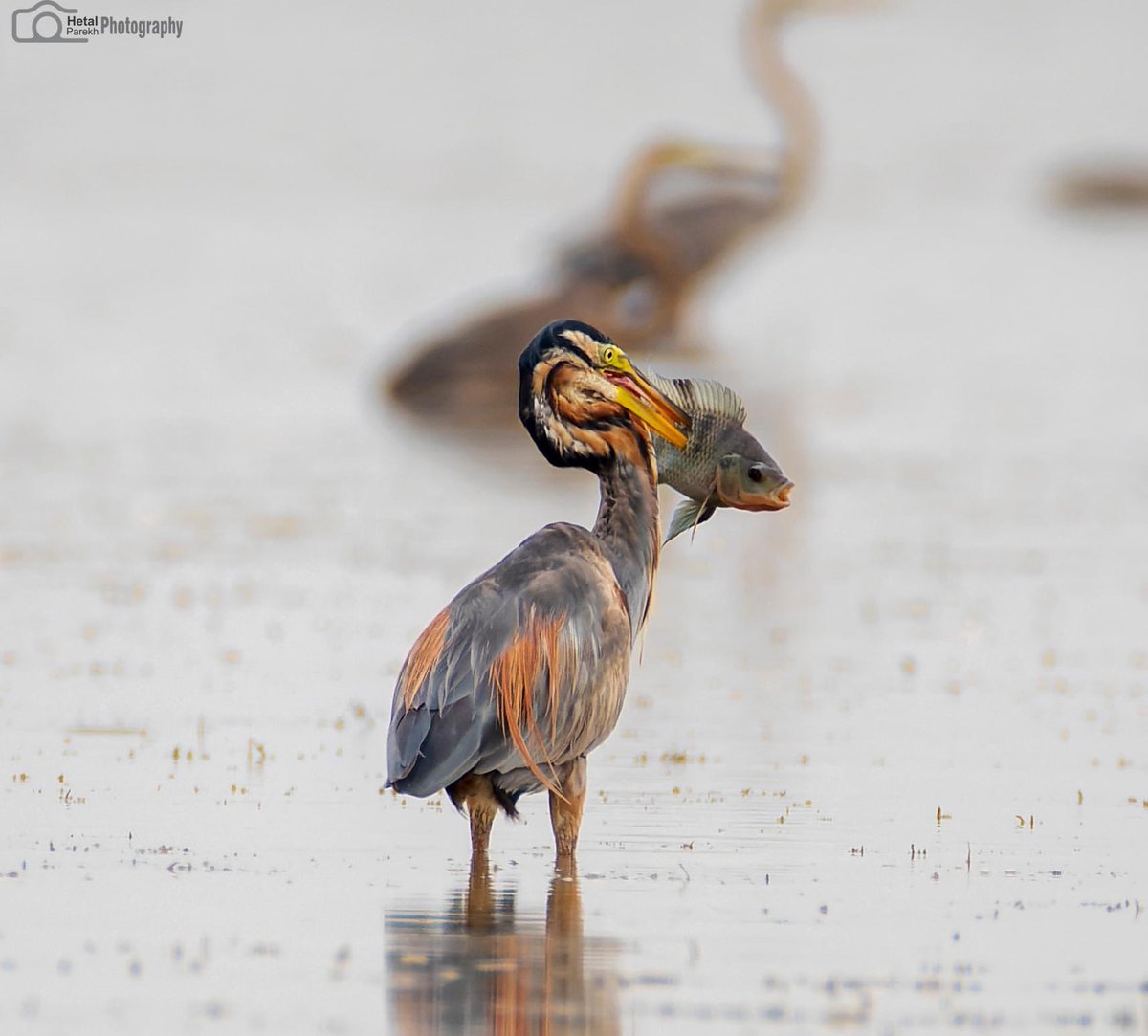 Purple heron
Ardea purpurea
#BBCWildlifePOTD #birdphotography #BirdsOfTwitter #BirdsSeenIn2023 #BirdsPhotography #BirdTwitter #dailypic #IndiAves #natgeoindia #NifFeature #NaturePhotograhpy #SHUTDOWN #ThePhotoHour #wildlifephotography #TwitterNatureCommunity @IndiAves