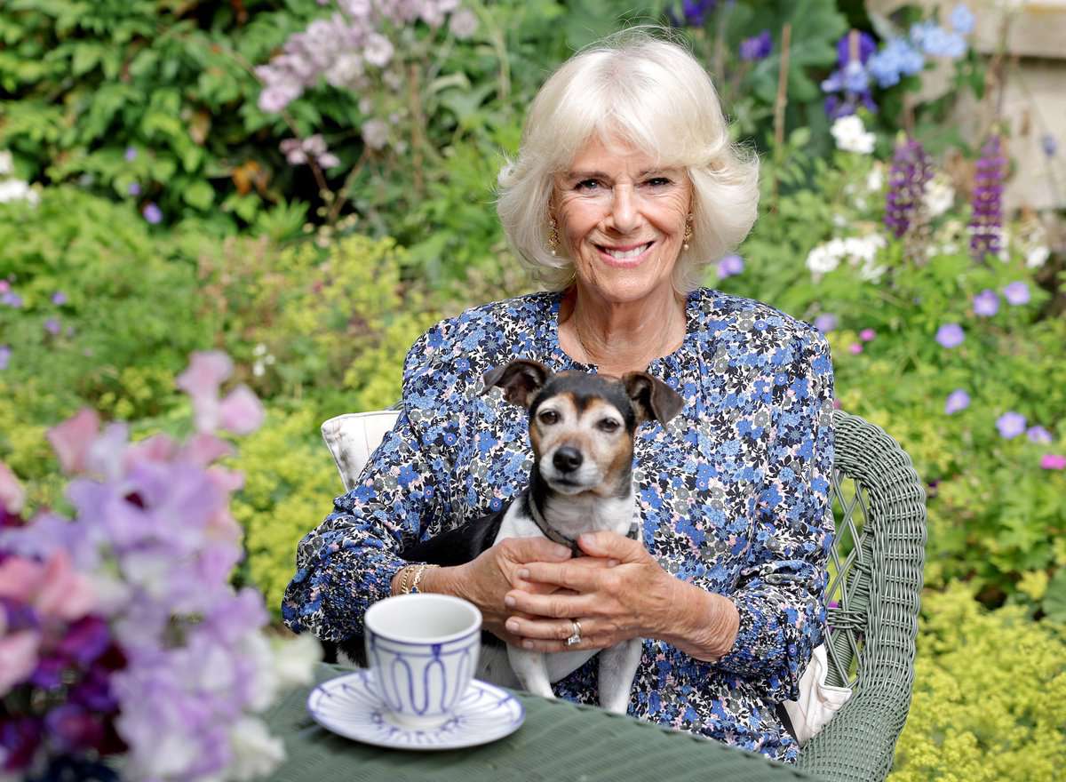 King Charles and Queen Camilla with Bluebell and Beth, Her Majesty's royal rescue dogs from @Battersea_  

#AdoptDontShop 🐕
