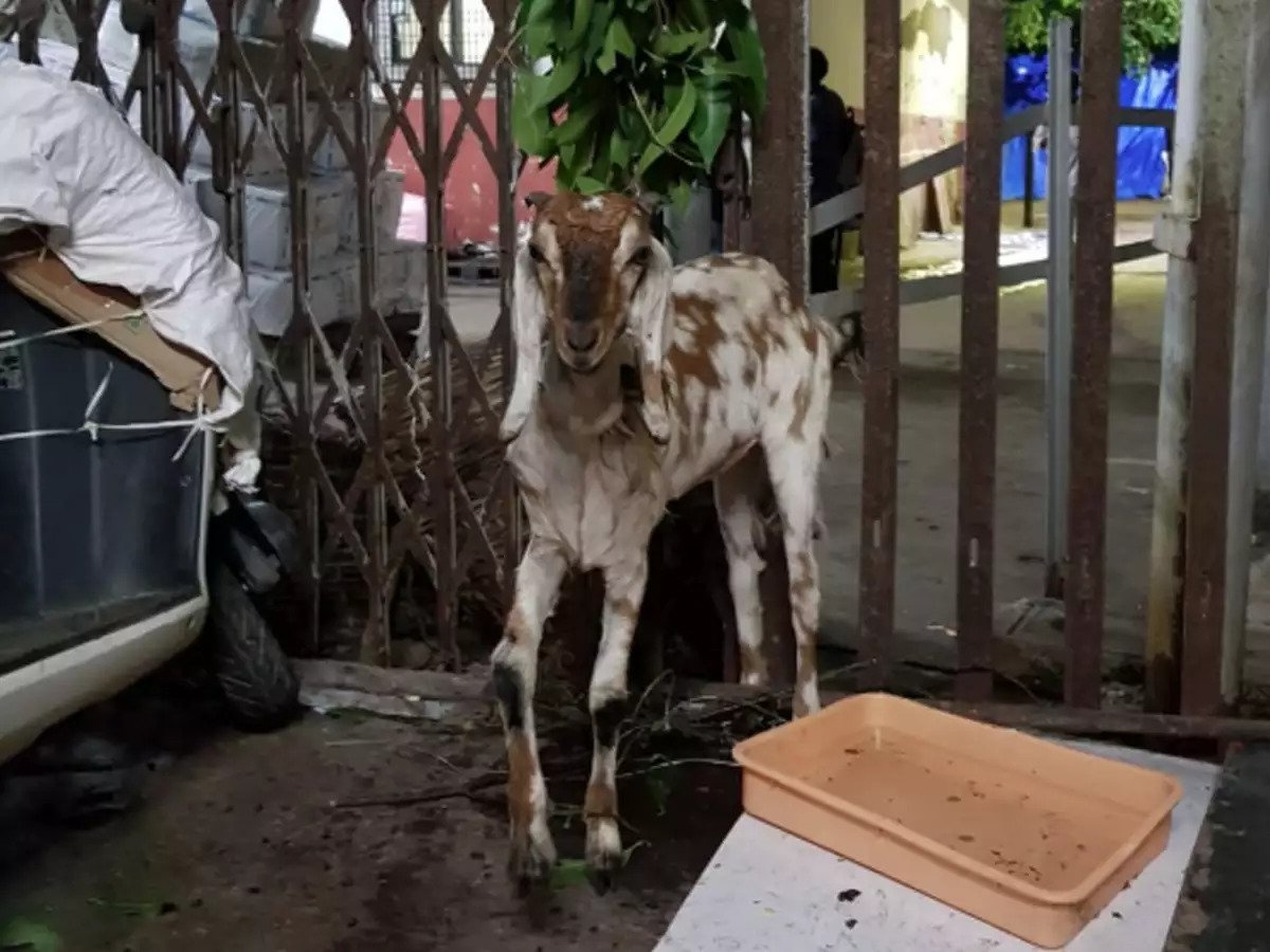 Religious Tensions Erupt Over Arrival of Two Goats,  'Jai Shri Ram' and 'Hanuman Chalisa' Chants Escalates 
tazaakhabar.in/religious-tens…
#GoatsControversy #ReligiousTensions #CulturalClash #JaiShriRam #HanumanChalisa #PoliceIntervention #CommunityDispute #ReligiousFreedom #Sacrifice