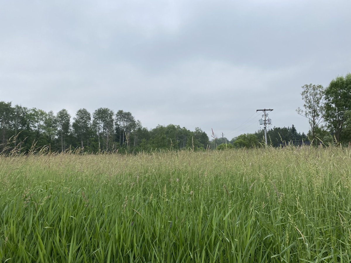 ⁦<a href="/ExperienceKING1/">Experience KING</a>⁩ no sign of the landmark water tower in the village of #KingCity Ontario- about 2 Km from the #KingCityTrails