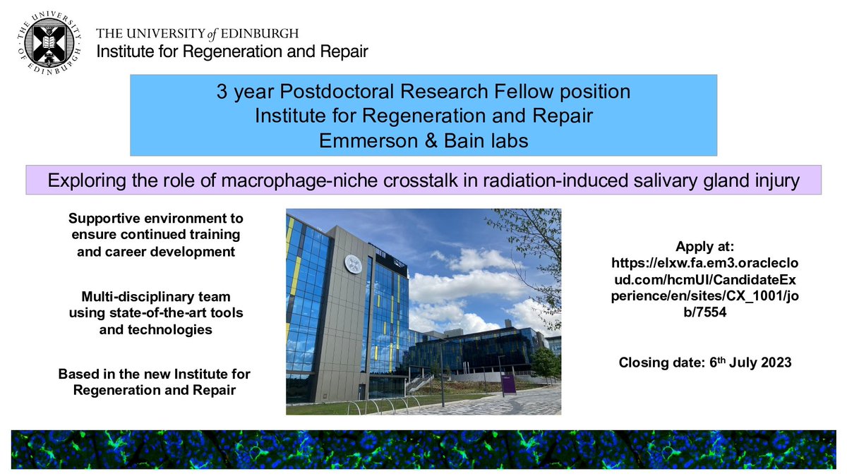 Just over a week left to apply for a #postdoc position with me & @bainlab at @EdinUni_IRR investigating #macrophages in salivary gland #regeneration after #cancer #radiotherapy. Apply at: elxw.fa.em3.oraclecloud.com/hcmUI/Candidat… Vacancy 7554. Closing date 06/07/23 @britsocimm @socmucimm