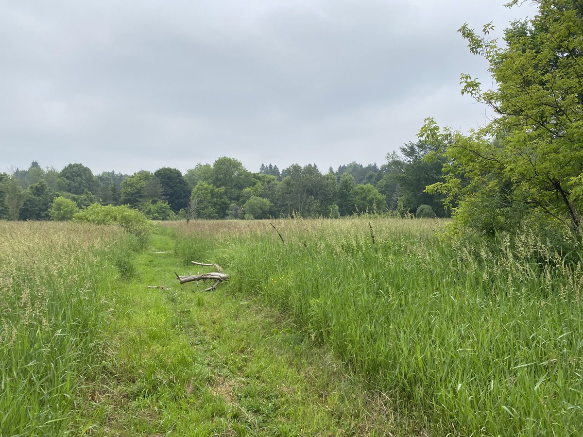 ⁦<a href="/ExperienceKING1/">Experience KING</a>⁩ Live from #SoggyBottom no surprise access to the #KingCityTrails needS wellies today- But a break from mosquitoes this am