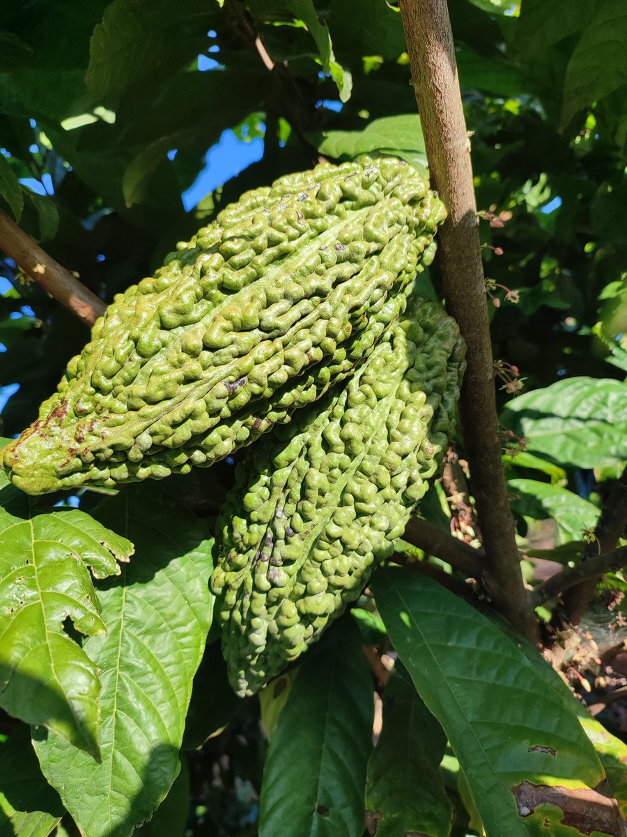 KwanzaCocoa's tweet photo. 💯🇲🇼🌳🍫As we continue on our journey from #treetobar experimenting is key with micro-batches. Today we're fermenting with bananas.
We'll explore what interesting flavours are established in the fermentation process and enjoy some banana flavoured #cocoa wine whilst at it 😉🤫 https://t.co/RuRCjWKiwD