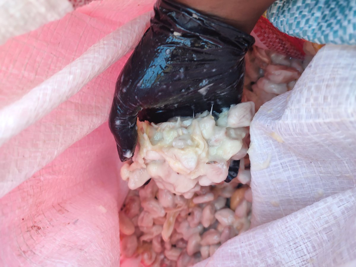 KwanzaCocoa's tweet photo. 💯🇲🇼🌳🍫As we continue on our journey from #treetobar experimenting is key with micro-batches. Today we're fermenting with bananas.
We'll explore what interesting flavours are established in the fermentation process and enjoy some banana flavoured #cocoa wine whilst at it 😉🤫 https://t.co/RuRCjWKiwD