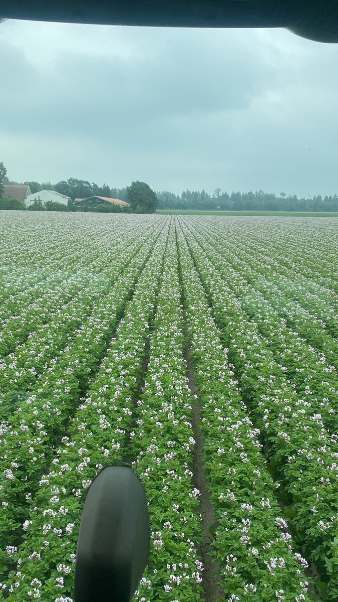 Opnieuw, de mooiste stand van aardappels.<a href="/profytoloonwerk/">profytodsd loonwerk 🚜</a> <a href="/Profytodsd/">Profytodsd</a>