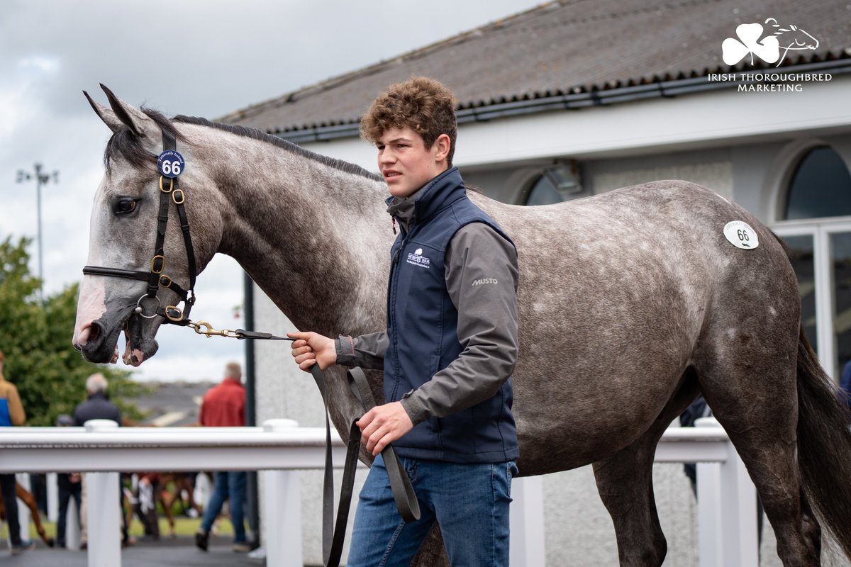 Exciting purchase for @MonbegStables at @tatts_ireland Derby Sale. ⚡ They pick up Lot 6️⃣6️⃣ from @NormanW74303774 Oak Tree Farm for €105,000. Another significant result for @BurgageStud sire Jukebox Jury (IRE). 🗓️ 10.30am 28-29 June 📖 Catalogue: bit.ly/3NfYFTp