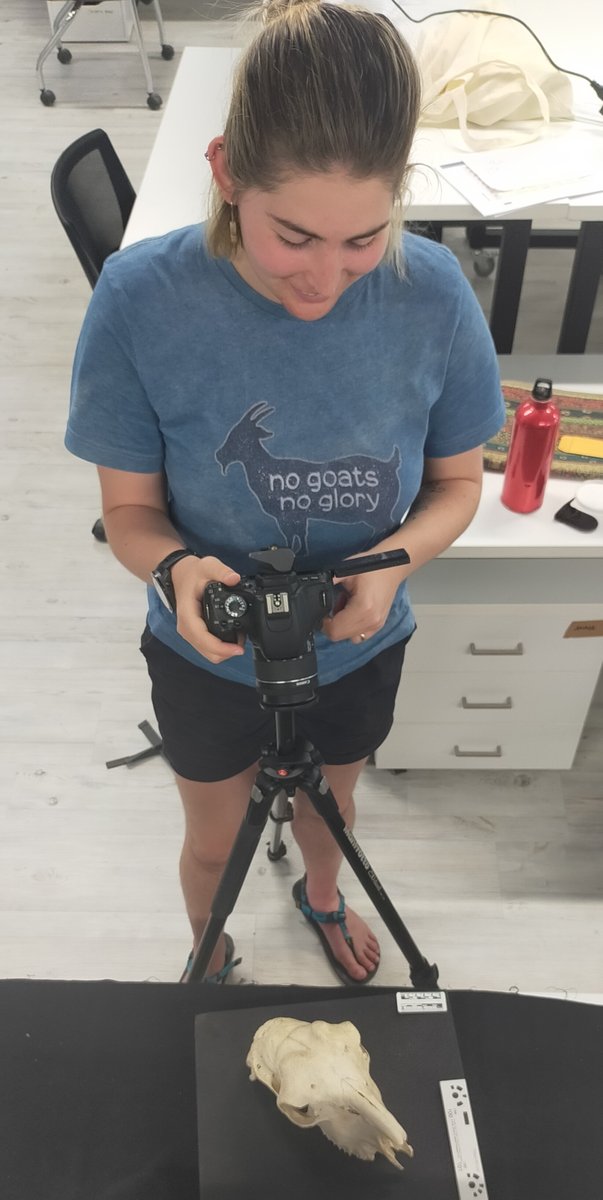 SACHROFICS tweet media