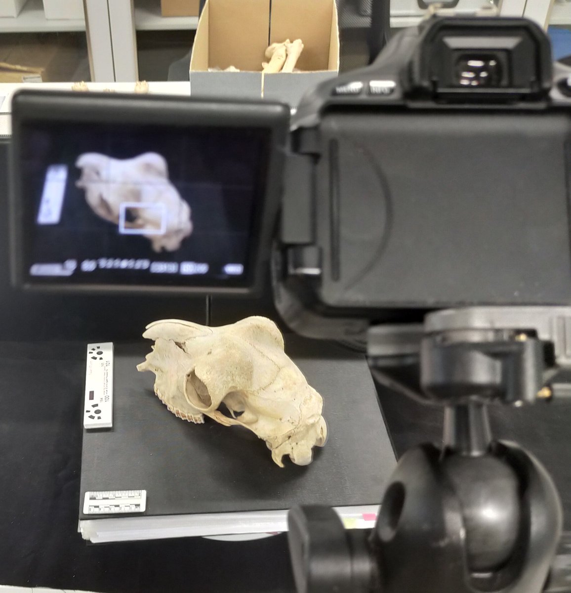 SACHROFICS tweet media