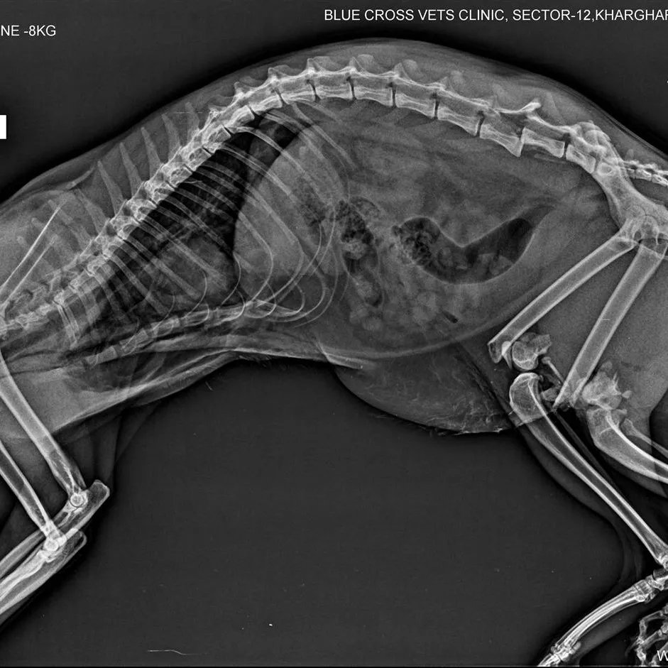 dscorpio0's tweet photo. @elonmusk Hi this is Taika 1 year cat she fall down from 8th floor she badly injured with 2 legs  and spine fracture 
Dr. suggest surgery urgent basis
Cost it's come around 1 L
Please help for Tiaka for new better life
For help please contact
Dilip Sharma from mumbai(india) https://t.co/FGzfYT6pFb