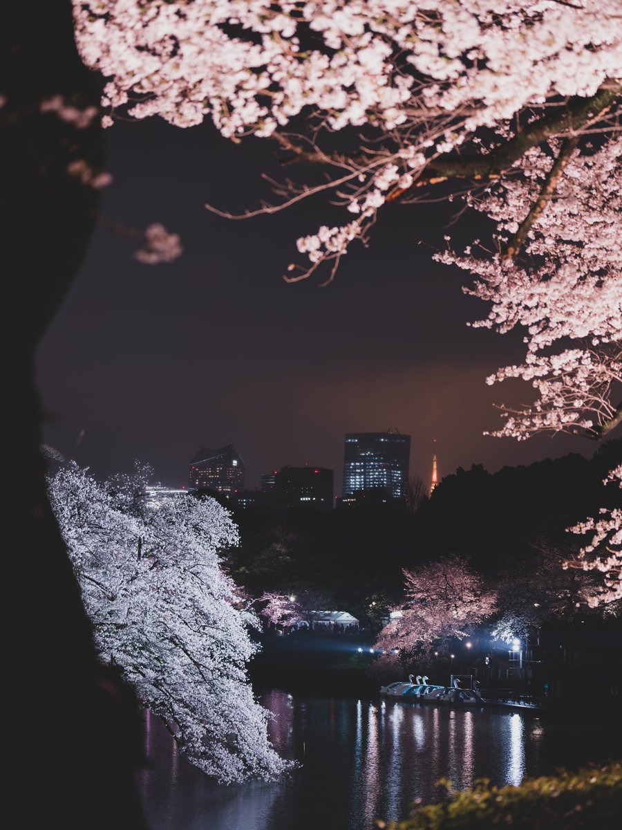 Night Cherry Blossoms and Tokyo Tower
夜桜と東京タワー